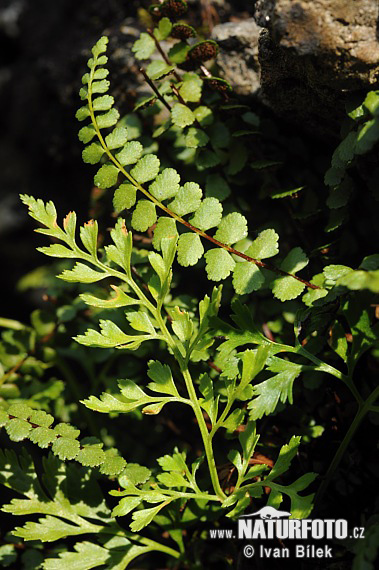 Slezinník klinovolistý (Asplenium cuneifolium)