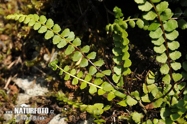 Slezinník nepravý (Asplenium adulterinum)