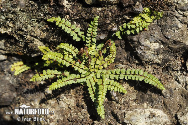 Slezinník nepravý (Asplenium adulterinum)