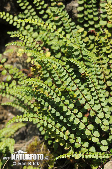 Slezinník nepravý (Asplenium adulterinum)