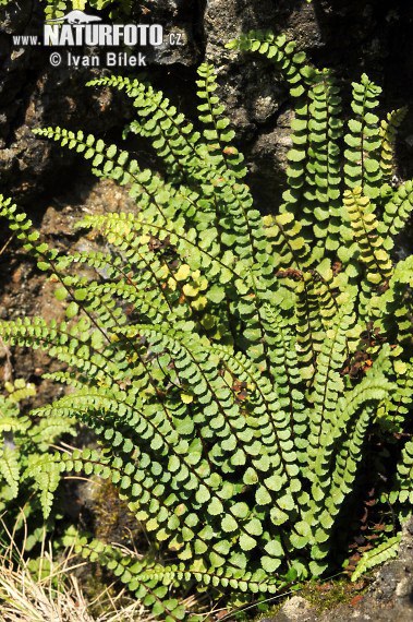 Slezinník nepravý (Asplenium adulterinum)