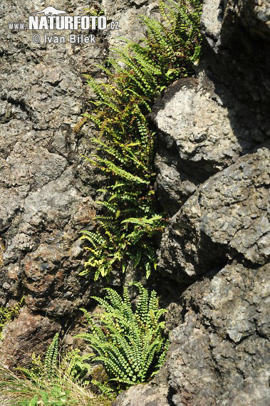 Slezinník nepravý (Asplenium adulterinum)