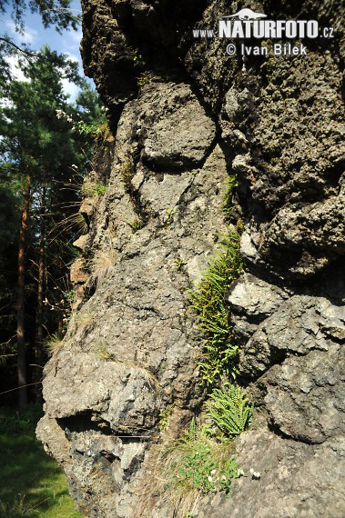 Slezinník nepravý (Asplenium adulterinum)