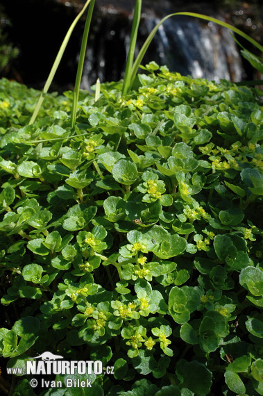 Slezinovka protistojnolistá (Chrysosplenium oppositifolium)