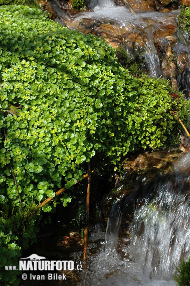 Slezinovka protistojnolistá (Chrysosplenium oppositifolium)