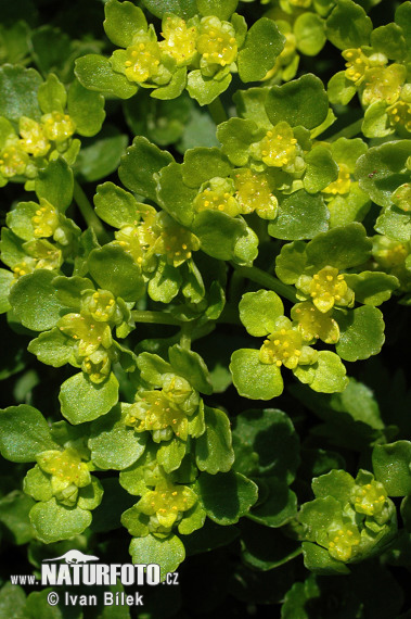 Slezinovka protistojnolistá (Chrysosplenium oppositifolium)