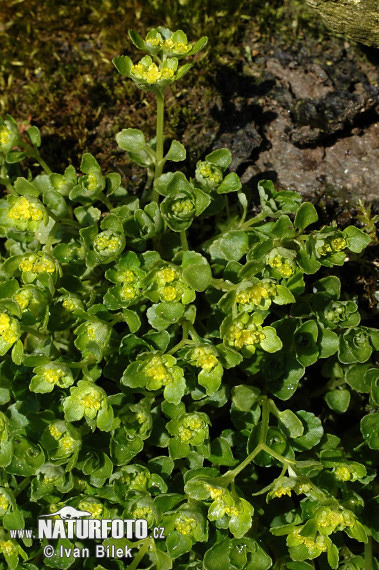 Slezinovka protistojnolistá (Chrysosplenium oppositifolium)