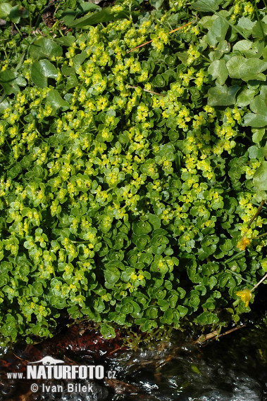 Slezinovka protistojnolistá (Chrysosplenium oppositifolium)