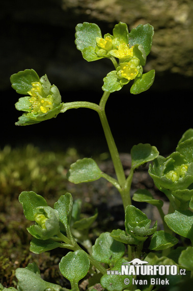 Slezinovka protistojnolistá (Chrysosplenium oppositifolium)