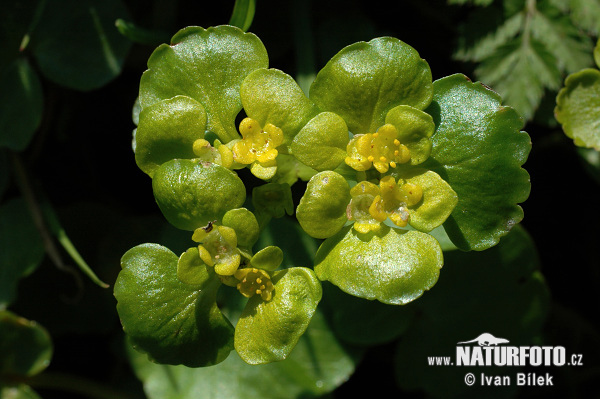 Slezinovka striedavolistá (Chrysosplenium alternifolium)