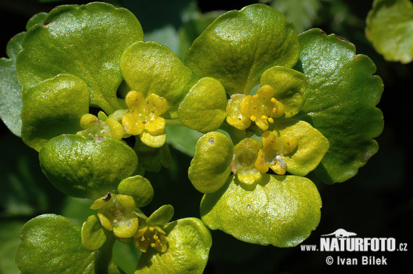 Slezinovka striedavolistá (Chrysosplenium alternifolium)