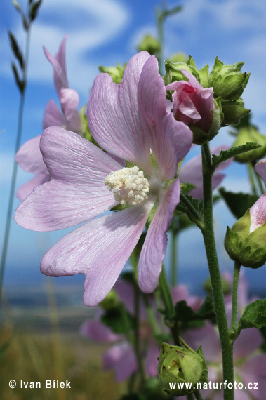 Slezovec durínsky (Lavatera thuringiaca)