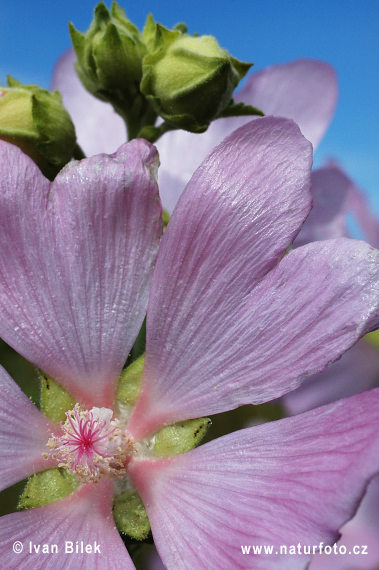 Slezovec durínsky (Lavatera thuringiaca)