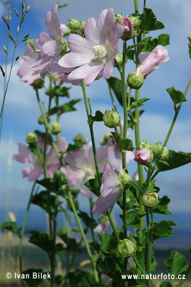 Slezovec durínsky (Lavatera thuringiaca)