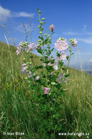 Slezovec durínsky (Lavatera thuringiaca)