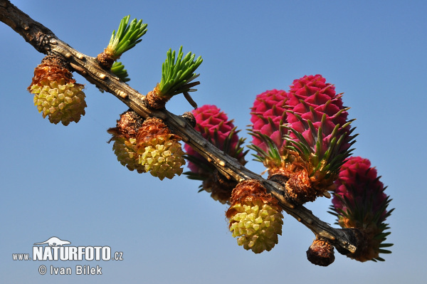 Smrekovec opadavý (Larix decidua)