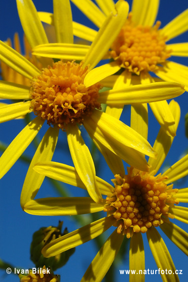 Starček Jakubov (Senecio jacobaea)