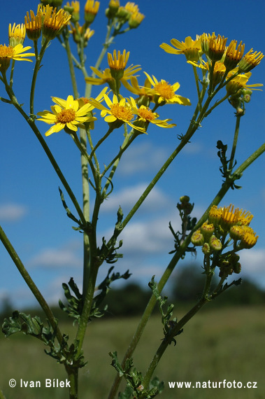 Starček Jakubov (Senecio jacobaea)