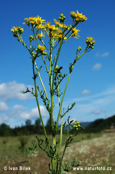 Starček Jakubov (Senecio jacobaea)