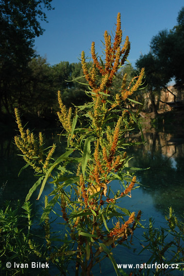 Štiavec prímorský (Rumex maritimus)