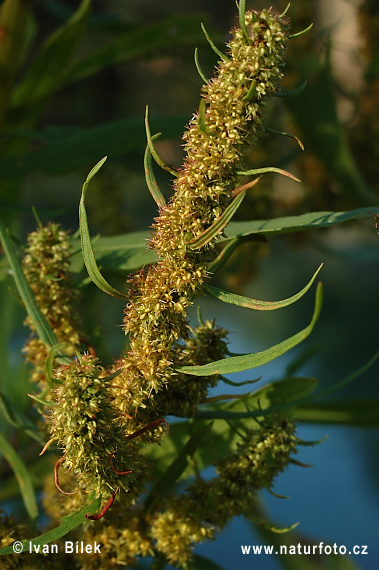 Štiavec prímorský (Rumex maritimus)