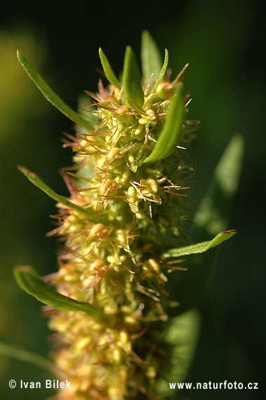 Štiavec prímorský (Rumex maritimus)