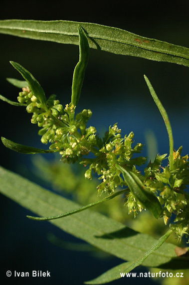 Štiavec prímorský (Rumex maritimus)