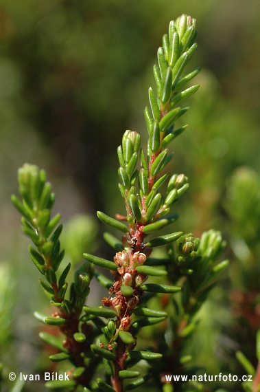 Šucha čierna (Empetrum nigrum)