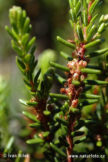 Šucha čierna (Empetrum nigrum)