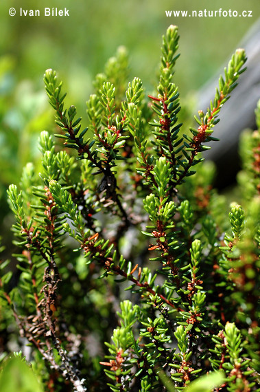 Šucha čierna (Empetrum nigrum)