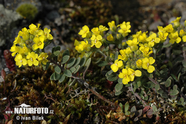 Tarica horská pravá (Alyssum montanum subsp. montanum)