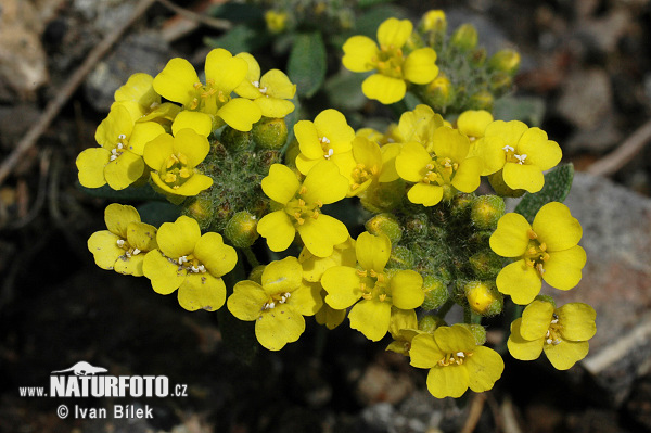 Tarica horská pravá (Alyssum montanum subsp. montanum)