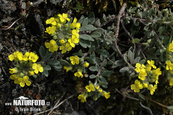 Tarica horská pravá (Alyssum montanum subsp. montanum)