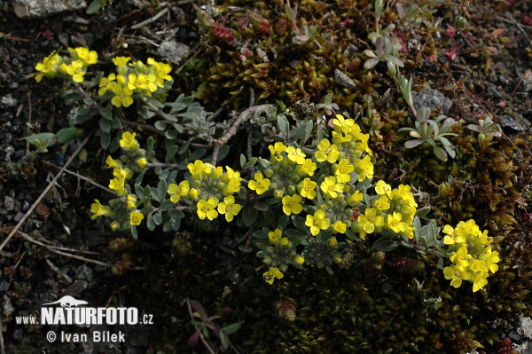 Tarica horská pravá (Alyssum montanum subsp. montanum)