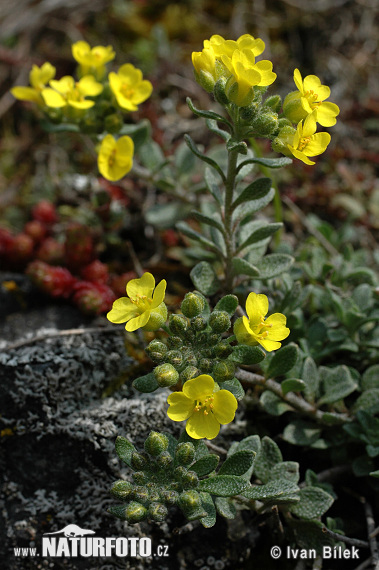 Tarica horská pravá (Alyssum montanum subsp. montanum)