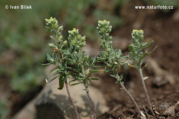 Tarica kališnatá (Alyssum alyssoides)