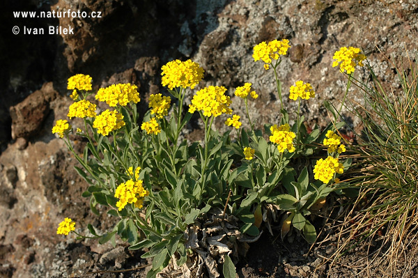 Taričník skalný (Aurinia saxatilis)