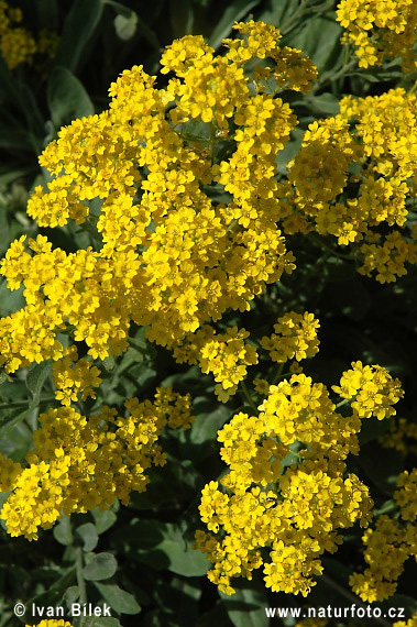 Taričník skalný (Aurinia saxatilis)