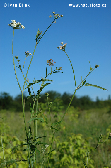 Torica japonská (Torilis japonica)