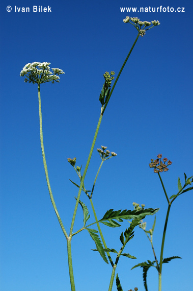 Torica japonská (Torilis japonica)