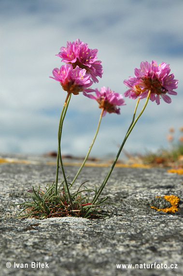 Trávnička prímorská (Armeria maritima)