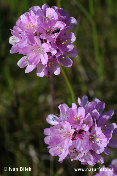 Trávnička prímorská (Armeria maritima)