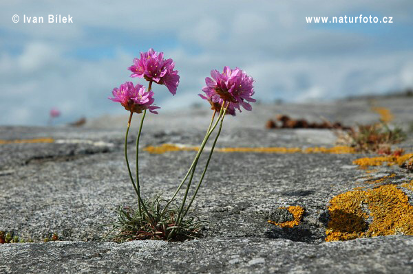 Trávnička prímorská (Armeria maritima)