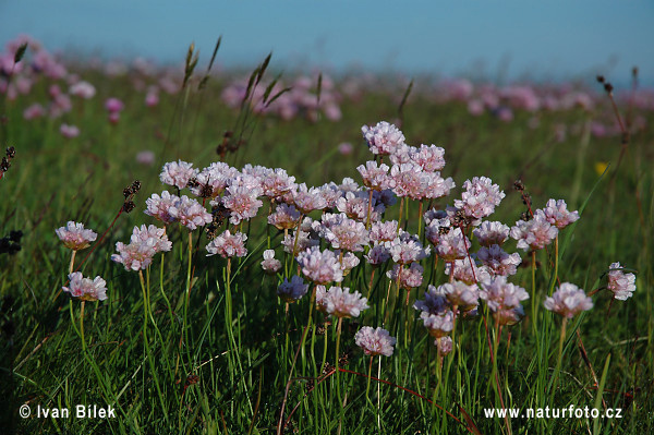 Trávnička prímorská (Armeria maritima)