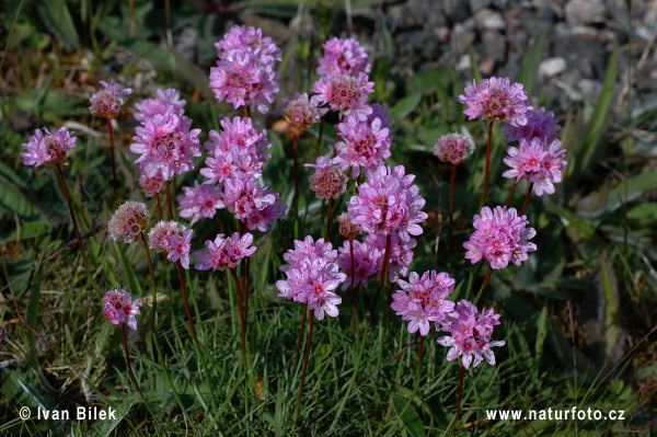 Trávnička prímorská (Armeria maritima)