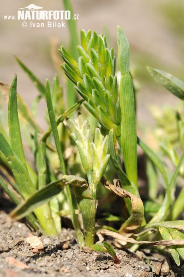 Tvrdica obyčajná (Sclerochloa dura)