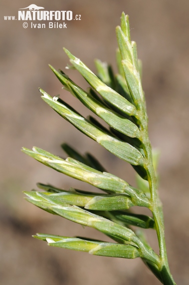 Tvrdica obyčajná (Sclerochloa dura)