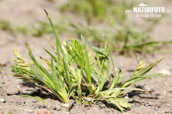 Tvrdica obyčajná (Sclerochloa dura)