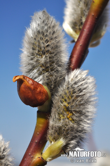 Vŕba rakytová (Salix caprea)