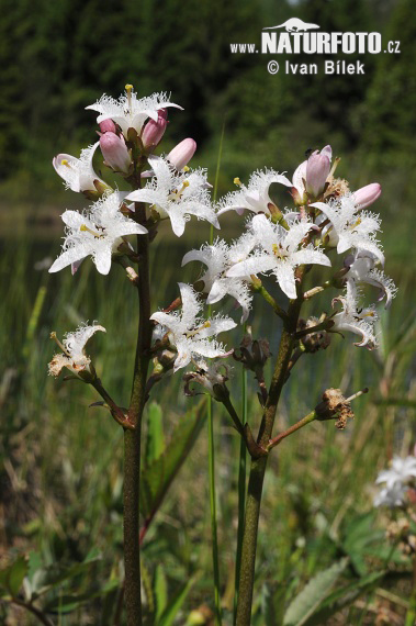 Vachta trojlistá (Menyanthes trifoliata)